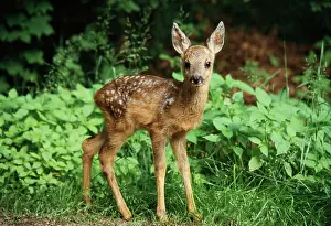 Startled: Roe DEER - fawn