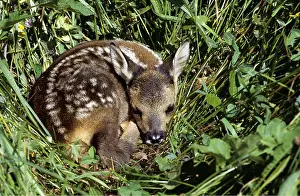 Eric Dragesco: ROE DEER - fawn camouflaged in grass