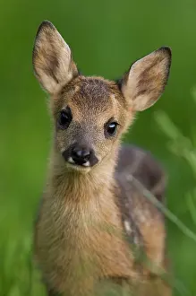 Gaze: Roe deer fawn (Capreolus capreolus), Tyrol, Austria