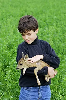 Reared: Roe Deer - fawn being held by boy