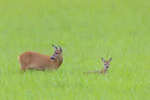 Ruminant: Roe Deer with fawn July