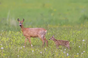 Ruminant: Roe Deer with fawn July