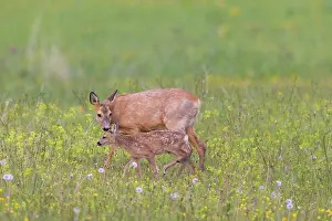 Ruminant: Roe Deer with fawn July