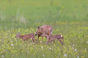Ruminant: Roe Deer with fawn July