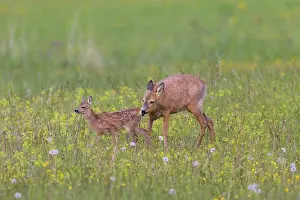 Ruminant: Roe Deer with fawn July