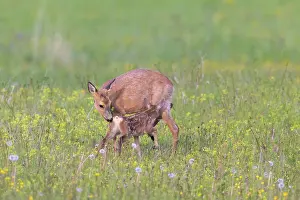 Ruminant: Roe Deer with fawn July