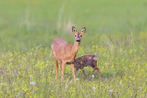 Ruminant: Roe Deer with fawn July