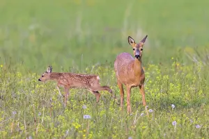 Ruminant: Roe Deer with fawn July