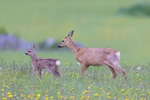 Ruminant: Roe Deer with fawn July