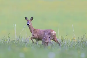 Ruminant: Roe Deer with fawn July