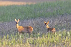 Ruminant: Roe Deer with fawn July