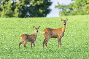 Ruminant: Roe Deer with fawn July