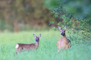 Ruminant: Roe Deer with fawn July