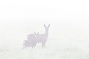 Ruminant: Roe Deer with fawn July