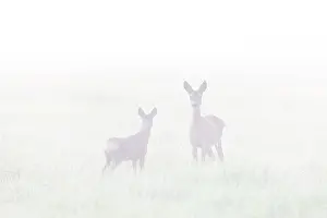 Ruminant: Roe Deer with fawn July