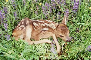 Fawns: ROE DEER - Fawn lies in grass