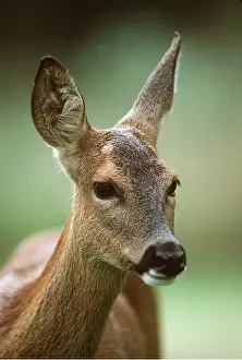 Listening: ROE DEER female - close-up of head listening with