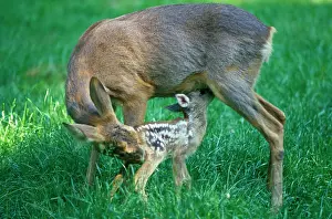 Licks: ROE DEER - female licks fawn to stimulate suckling