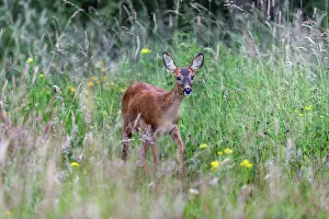 Creature: Roe Deer - Female - UK