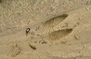Roe Deer - foot-mark / track