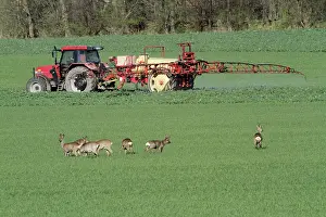 Tractors: Roe Deer - group / bevy watching spraying machine
