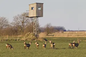 051118: Roe Deer - group deers with hunting stand - Germany