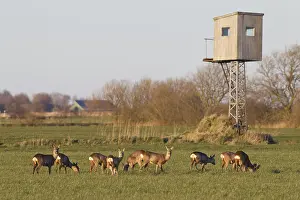 051118: Roe Deer - group deers with hunting stand - Germany