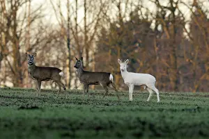 Albinos: Roe Deer - herd with abino buck