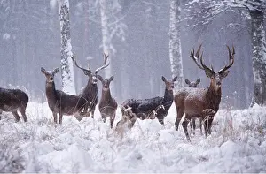 ROE DEER - herd in snow whilst snowing