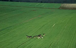 Hinds: Roe Deer herd in wheat field