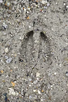 Hooves: Roe Deer - hoof print
