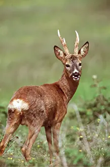 Bucks: ROE DEER - Male