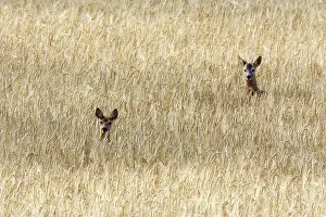 Appearing: Roe Deer - male & female - heads appearing above