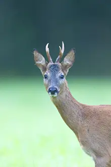 Buck: Roe Deer portrait