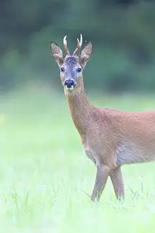 Buck: Roe Deer portrait