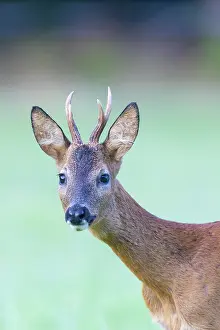 Buck: Roe Deer portrait