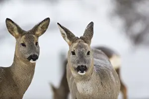 Neutral: Roe deer portrait with neutral background
