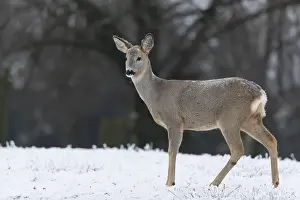 Urticaceae: Roe deer standing in hoar frosted dead stinging nettle at minus 15 °C