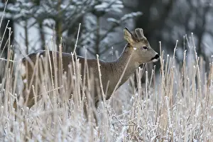 Hoarfrost: Roe deer standing in hoar frosted dead stinging nettle at minus 15 °C at sunrise