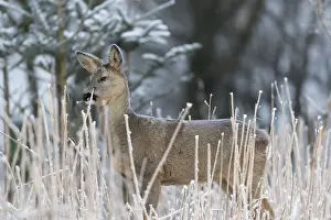 Hoarfrost: Roe deer standing in hoar frosted dead stinging nettle at minus 15 °C at sunrise