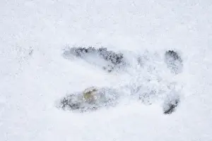 Track: Roe Deer track