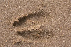 190219: Roe Deer - track in sand - Germany