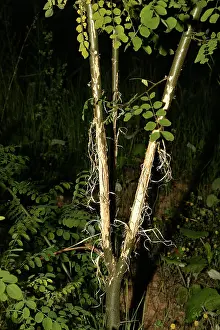 Stripped: Roe Deer - tree showing bark stripped by Roe Deer