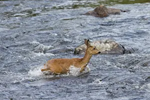 Crossing: Roe Deer water