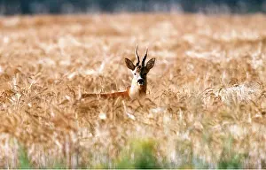 Nervous: ROE DEER - in wheat field