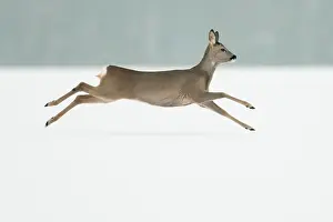 Roedeers: Roe Deer - in winter snow