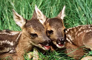 Cuddling: ROE DEER - x two young