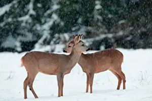 Cervid: Roe deers (Capreolus capreolus) in the snow, Belgium