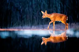 Sunsets: Roe. Roe deer (Capreolus capreolus) at the edge