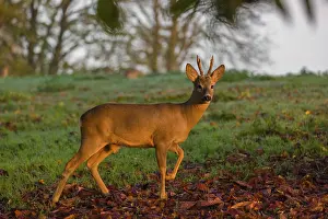 Race: A roebuck (Capreolus capreolus) runs across a meadow at sunrise
